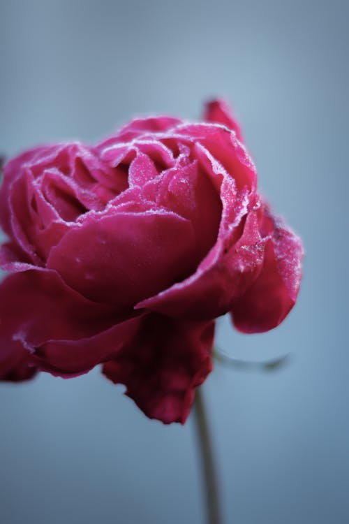 Red rose against blurred background