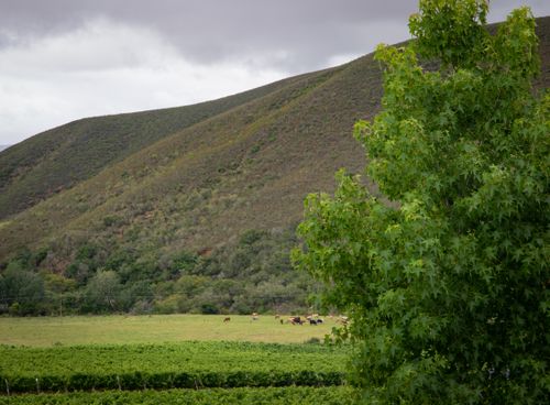 Free Tranquil countryside scene featuring rolling hills, grazing cattle, and lush greenery under a cloudy sky. Stock Photo