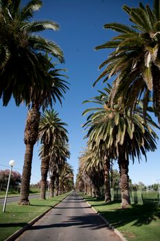 A beautiful street lined with tall palm trees under a clear blue sky in Upington, South Africa.