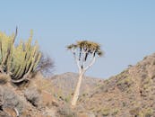 A Tree on the Hills
