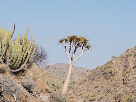 A Tree on the Hills