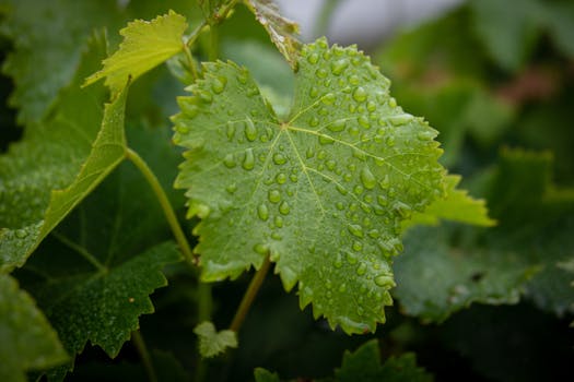 Detailed view of a grapevine leaf covered in fresh water droplets, showcasing nature's beauty.
