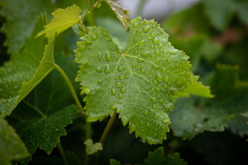 Free Detailed view of a grapevine leaf covered in fresh water droplets, showcasing nature's beauty. Stock Photo