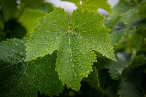 Free Close-up of lush green grapevine leaves adorned with morning dew drops. Stock Photo