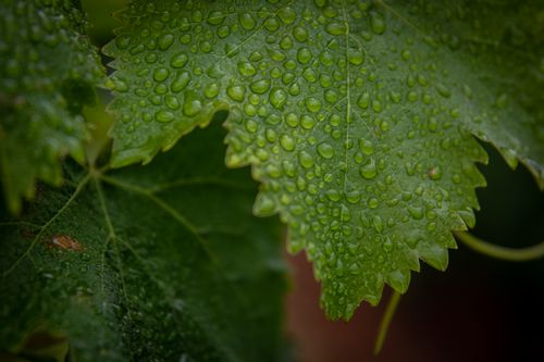 Free Close-up shot of dew-covered grape leaves, showcasing texture and natural beauty. Stock Photo