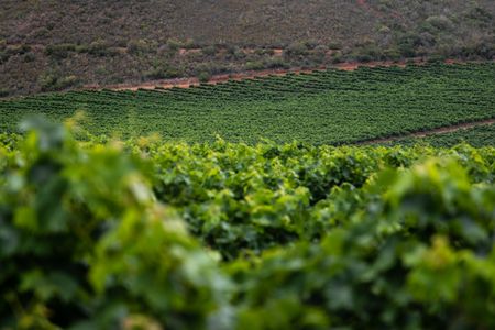 Mejora la genética de tu ganado bovino con ayudas