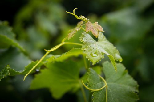 Free Detailed close-up of grapevine leaves with dew droplets in lush greenery. Stock Photo