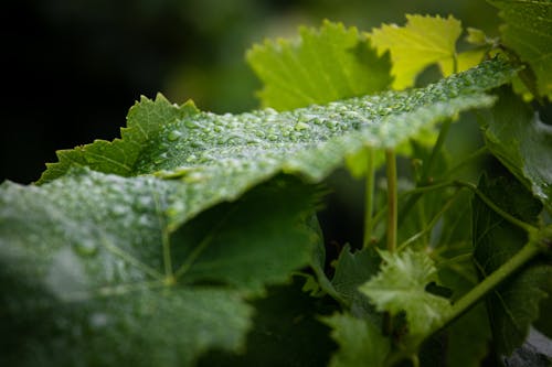 Close-up of Leaves of a Climbing Plant