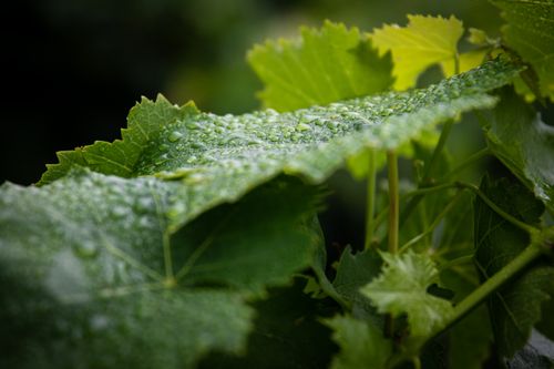 Free Detailed view of dewy grape leaves showcasing fresh growth and lush greenery. Stock Photo