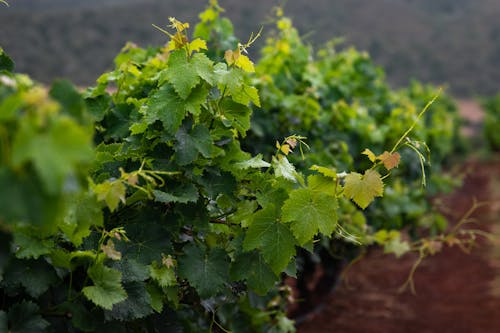 Free Grape Vineyard on Brown Soil Stock Photo