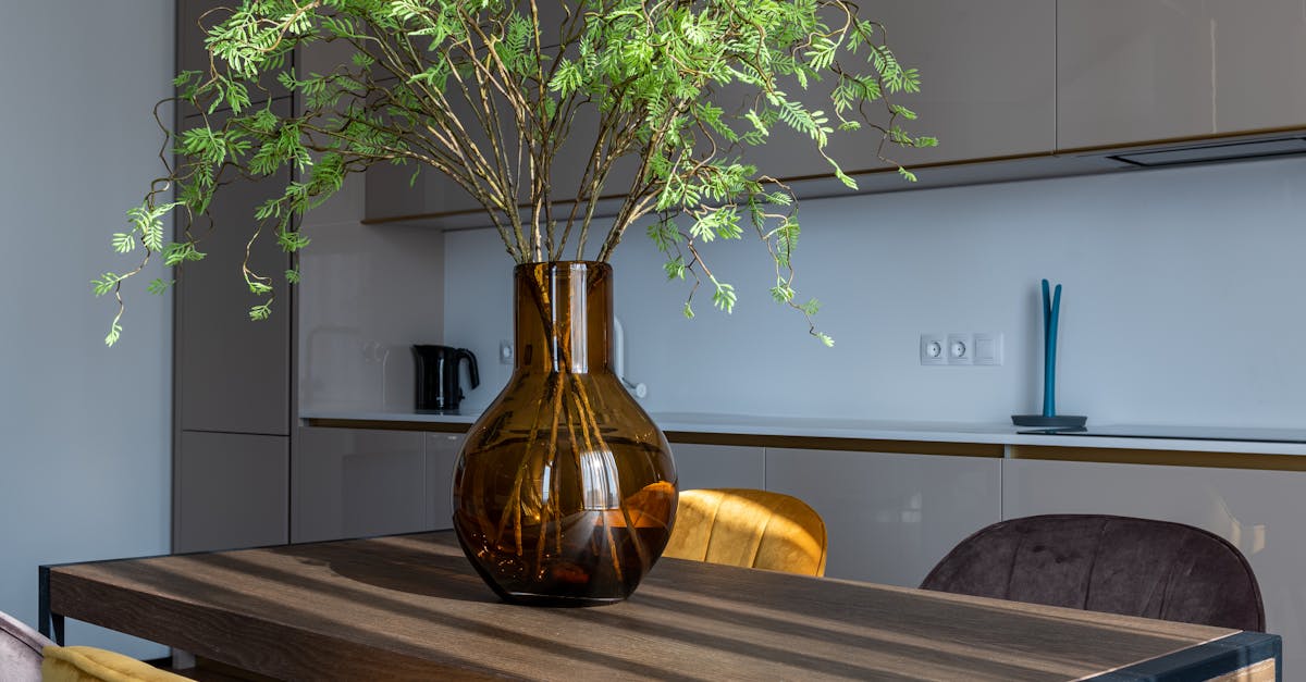 How to start new ivy plant