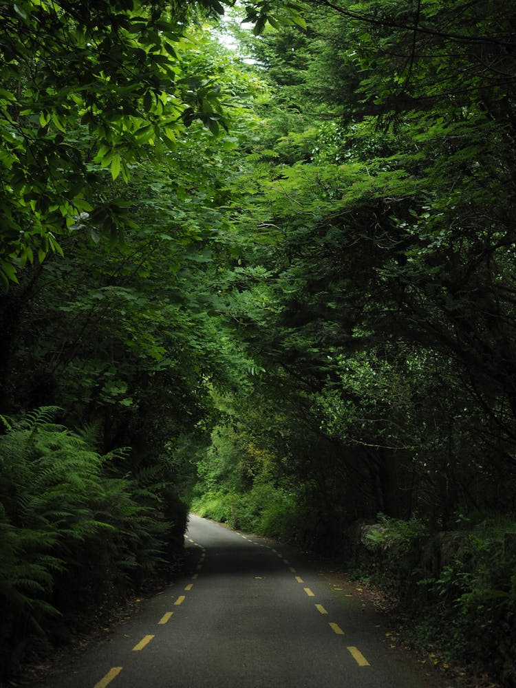 Road In Deep Forest