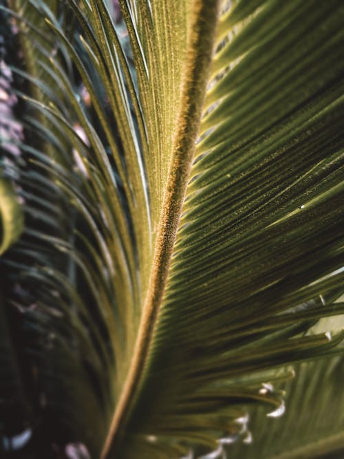 Foto profissional grátis de botânica, fechar-se, folha de palmeira