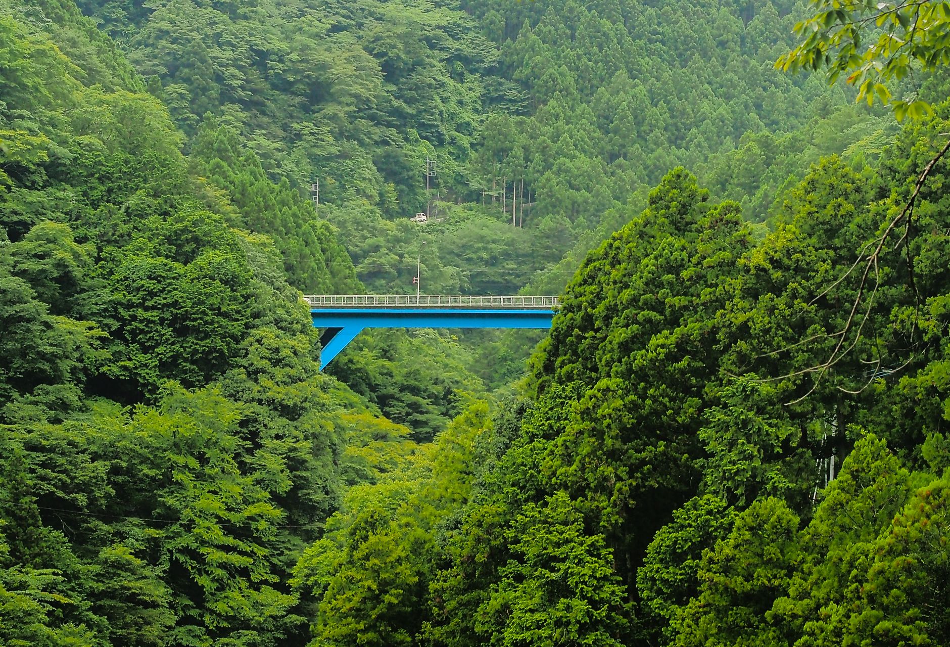 奥多摩森林セラピー完全分析|駅から5分の大渓谷とクラフトビールで自律神経を整える週末ごほうびルート【実測データ検証】