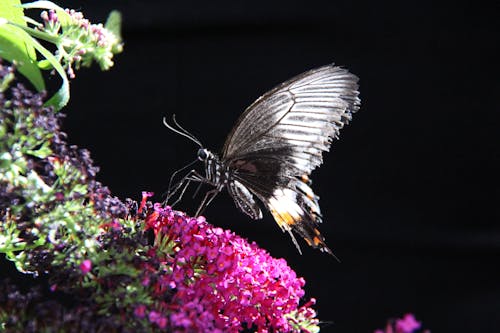 Close-Up Shot of a Black Butterfly Perched on a Flower