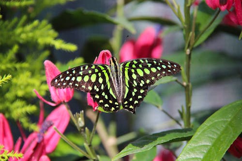 Photo of a Tailed Jay Butterfly