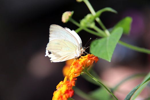 Close-up of a white butterfly perched on a vibrant orange flower in daylight.