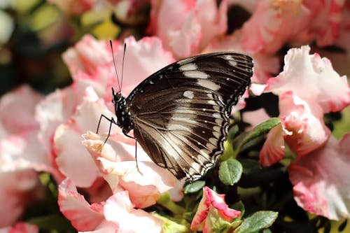Black and White Butterfly on Pink Flower