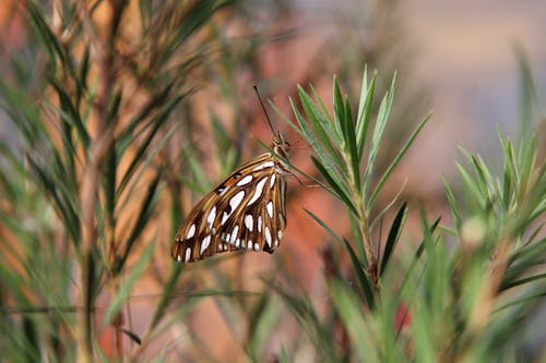 Brown and White Butterfly on Green Leaves