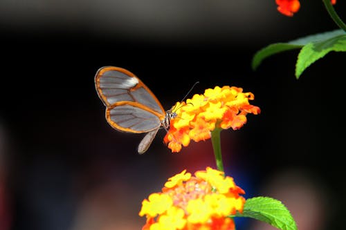 곤충 사진, 군주, 꽃의 무료 스톡 사진