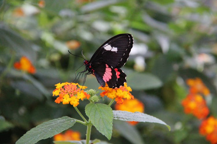 Butterfly On Orange Flowers