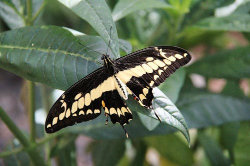 Foto profissional grátis de artrópode, borboleta, empoleirado