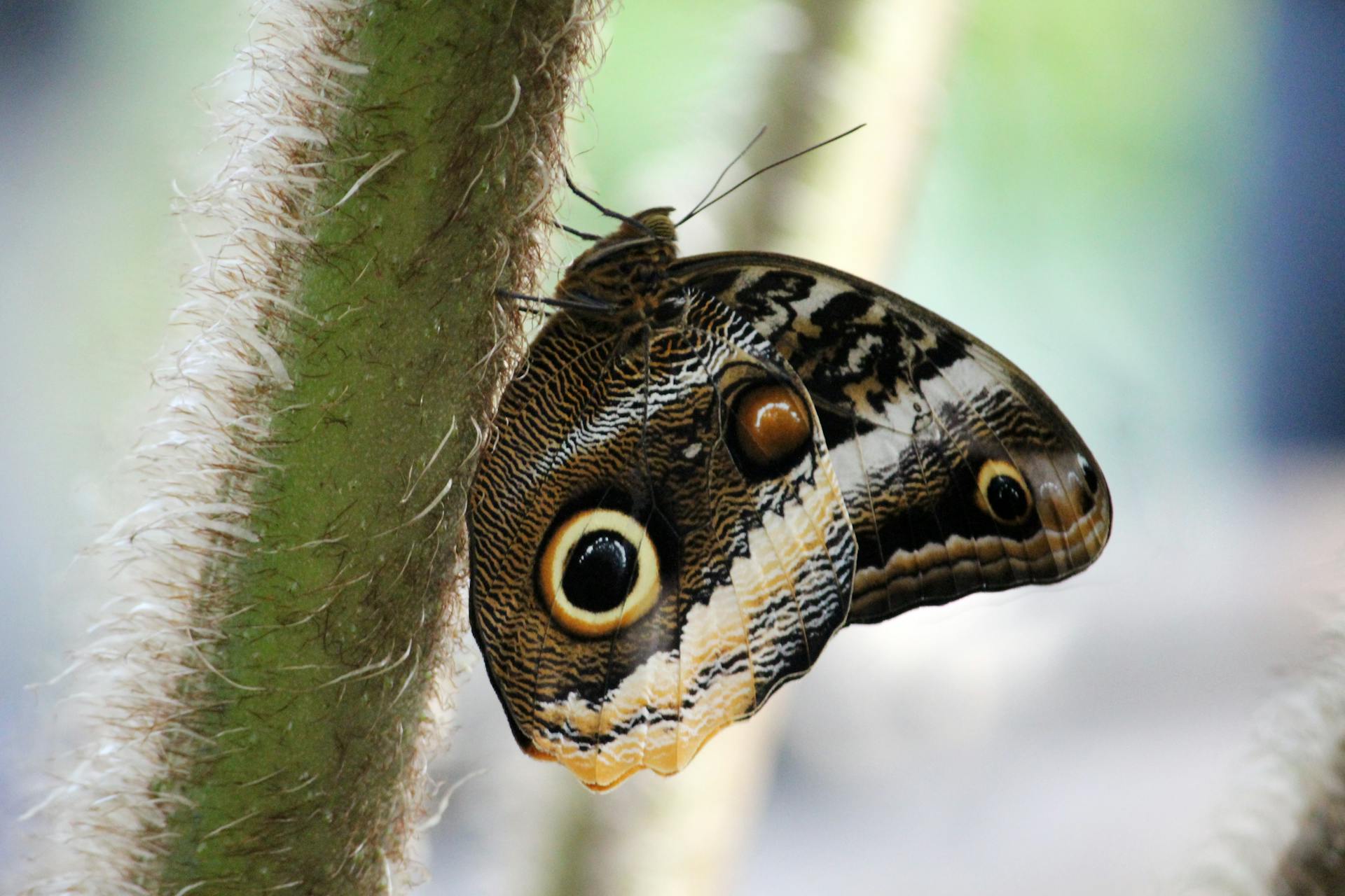 Detailed side view of an Owl Butterfly on a textured plant stem, showcasing intricate wing patterns.