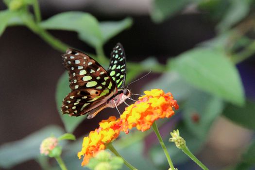A stunning green-spotted butterfly feeding on vibrant orange flowers in a garden setting.