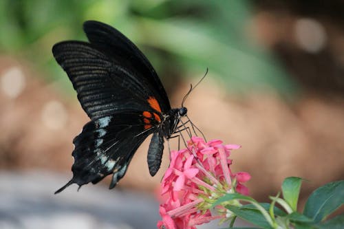 бесплатная Бесплатное стоковое фото с бабочка, бабочка обои, беспозвоночный Стоковое фото