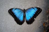 Photo of a Morpho Butterfly