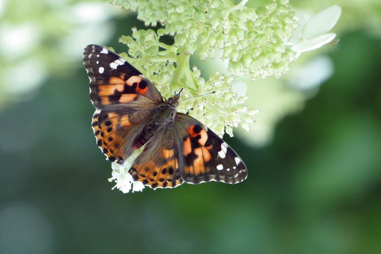 Colorful Butterfly Perched On Cluster Of White Flowers