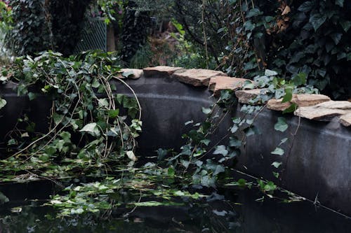 Foto d'estoc gratuïta de aigua, ampit, bassa de jardí