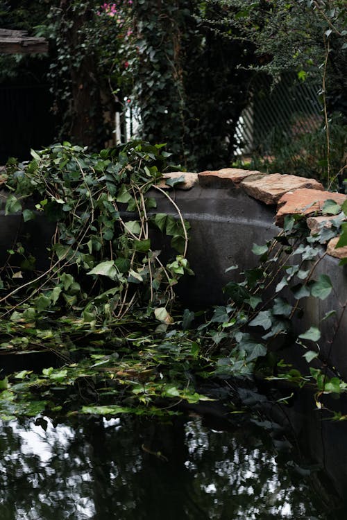 Бесплатное стоковое фото с вертикальный выстрел, вода, вьющееся растение
