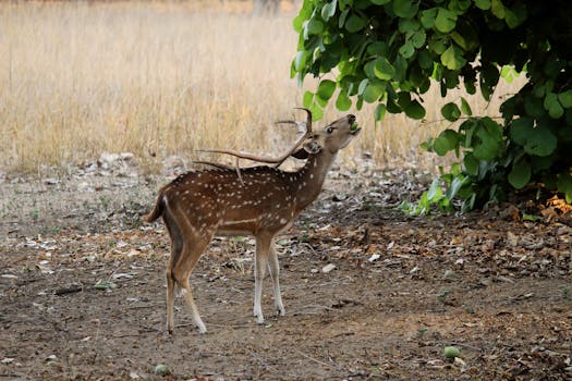 A spotted deer with antlers feeds on green leaves in the forests of Bandhogarh, India.