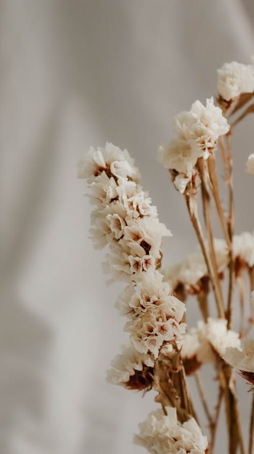 Darmowe zdjęcie z galerii z białe kwiaty, flora, grona
