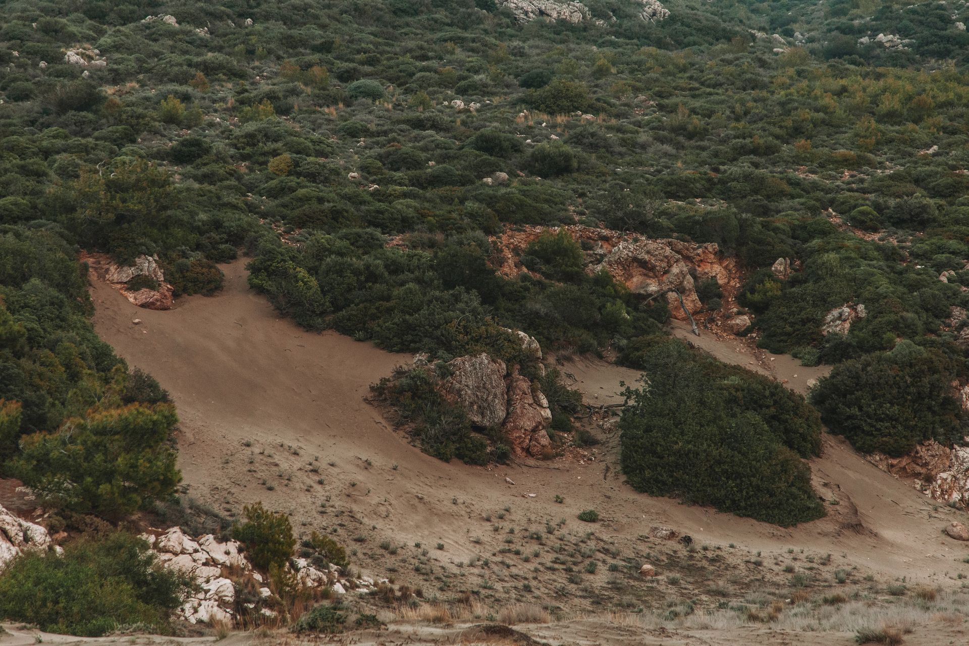 Shrubs and Bush on Rocky Dirt Ground