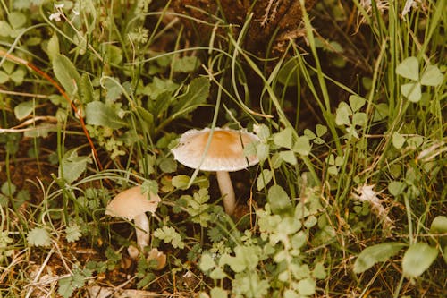 Brown and White Mushroom Surrounded by Green Plants
