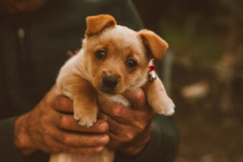 Free Person Holding Brown Short Coated Puppy Stock Photo