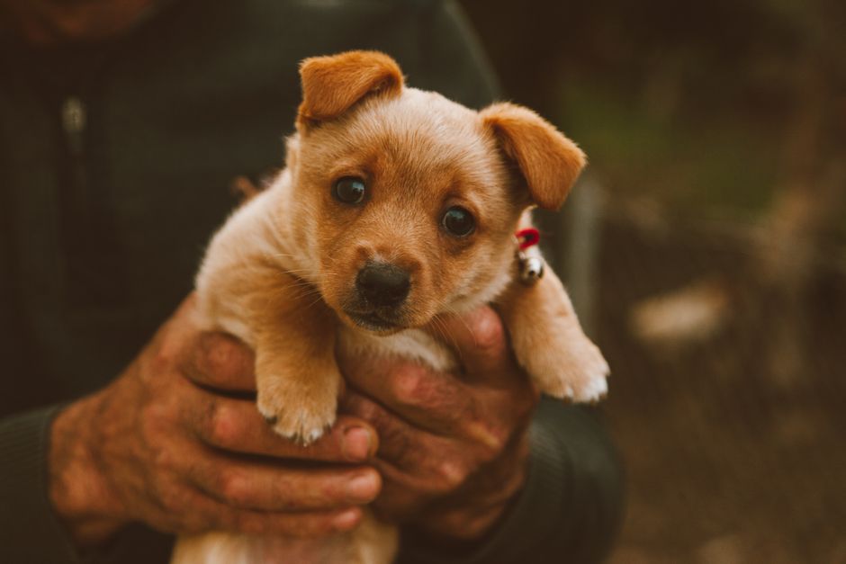 The Best Pet Insurance for Puppies UK 2026: A Long-Term Guide