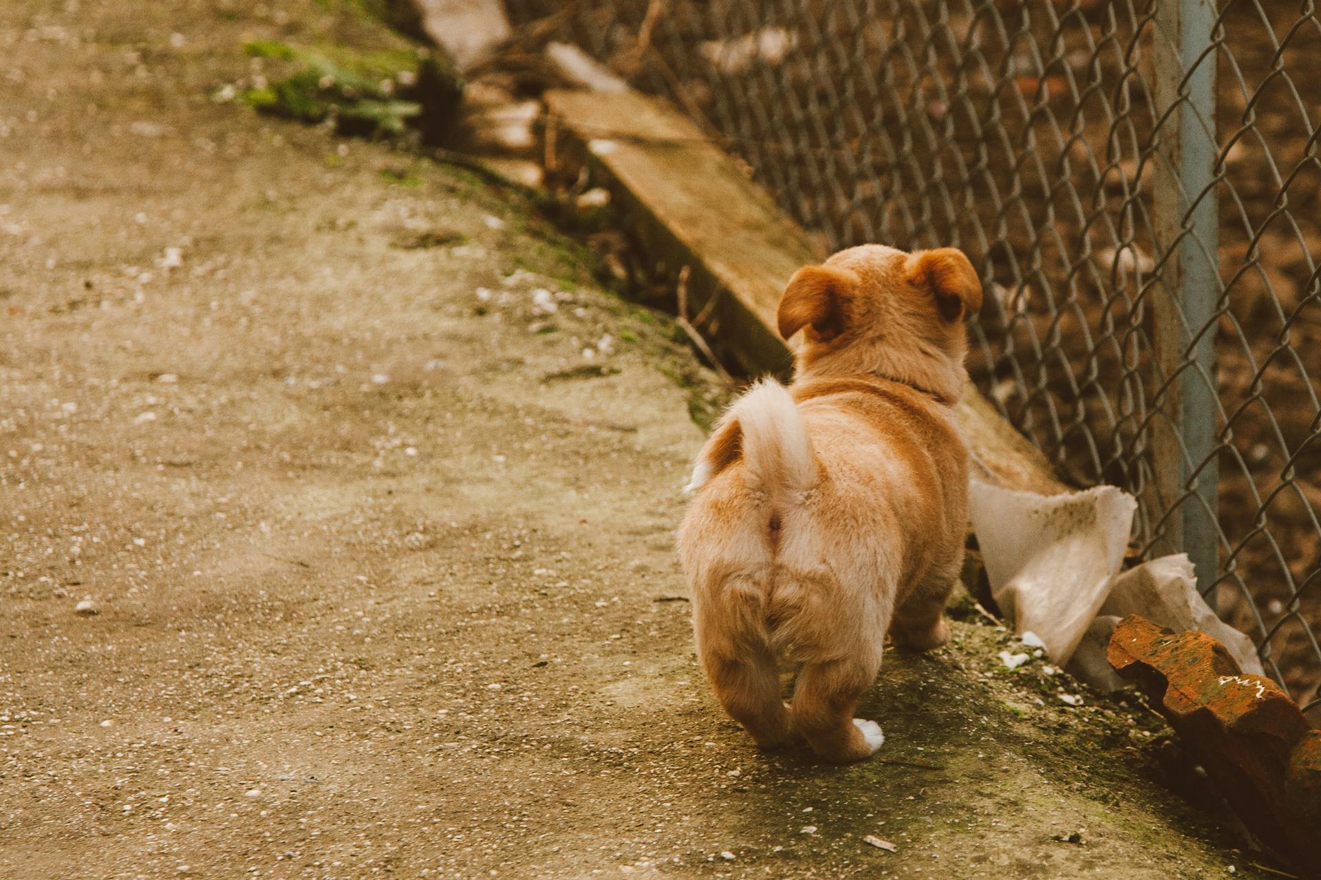 Brown Short Coated Medium Sized Dog on Brown Dirt