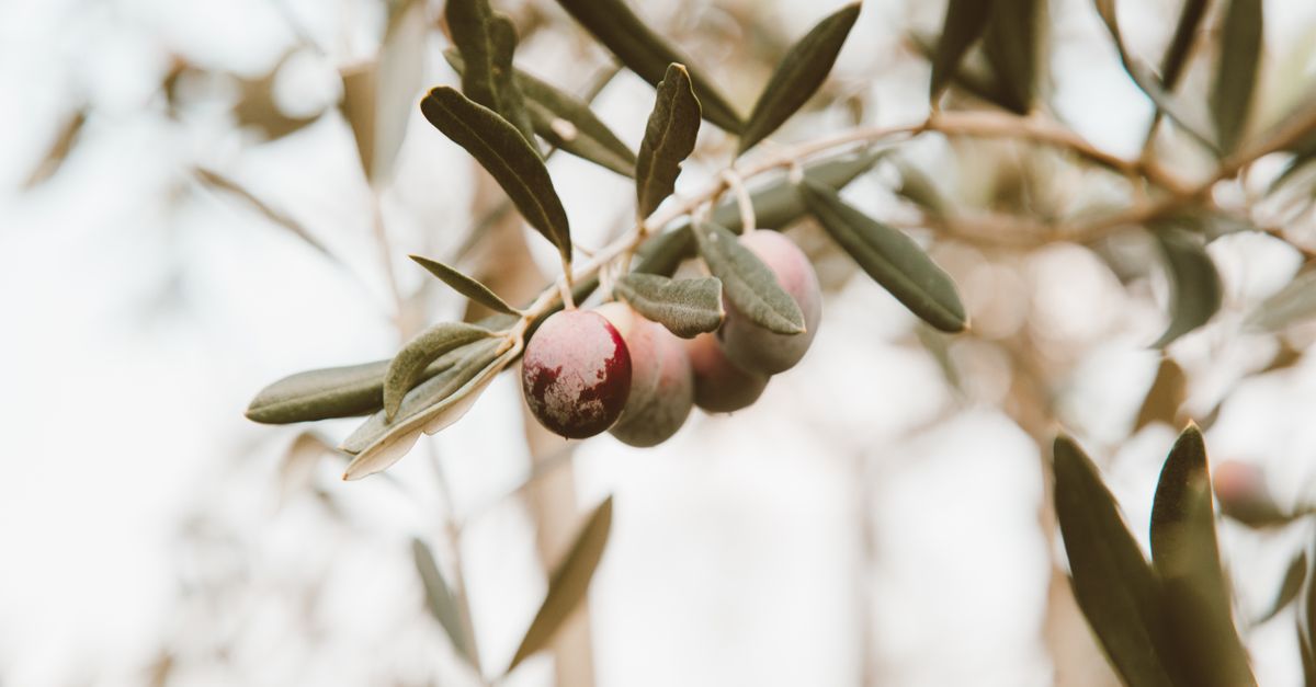 Fresh Ripe Olives Ripening Olives on Branch · Free Stock Photo