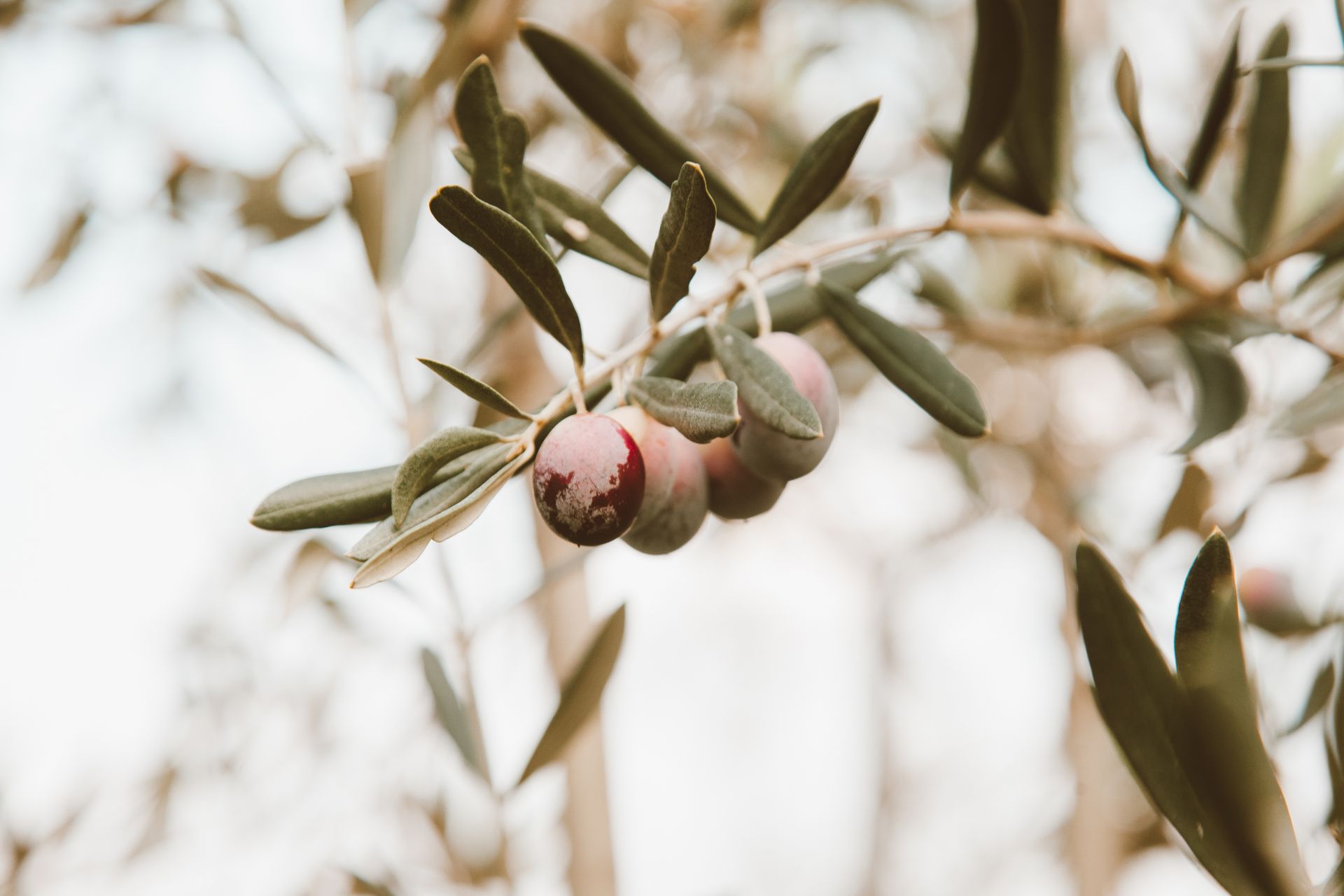 A detailed close-up of ripe olives hanging from an olive tree branch with green leaves.