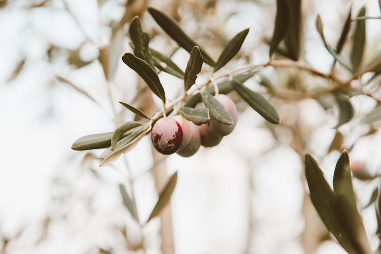 Ripening Olives On Branch