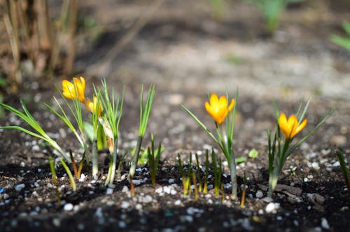 Free stock photo of crocus, nature, spring