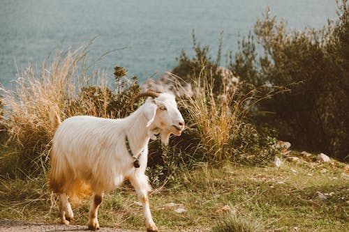 Fotos de stock gratuitas de animal de granja, animal domestico, bóvidos