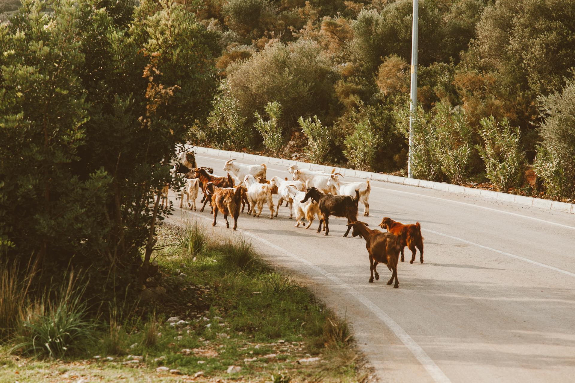 Herd of Goat on a Curved Road