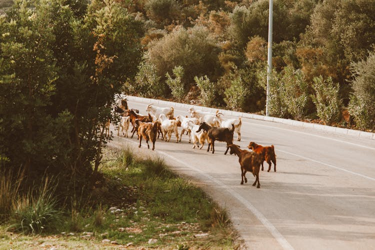 Herd Of Goat On A Curved Road