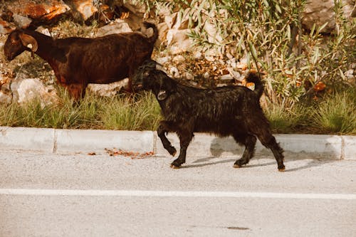 Free Goats Walking on the Road Stock Photo