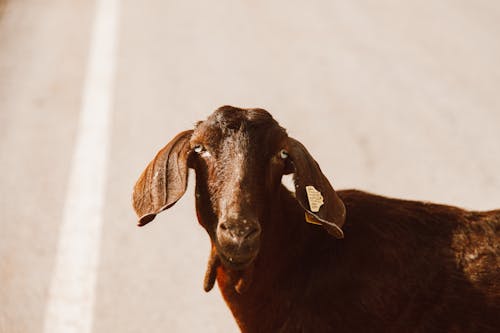 Free Brown Goat With a Number Tag on Ear Stock Photo