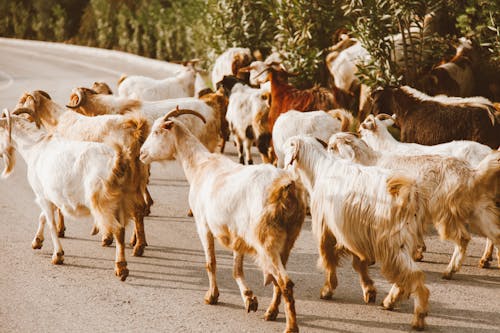 Herd of White and Brown Goats on Road